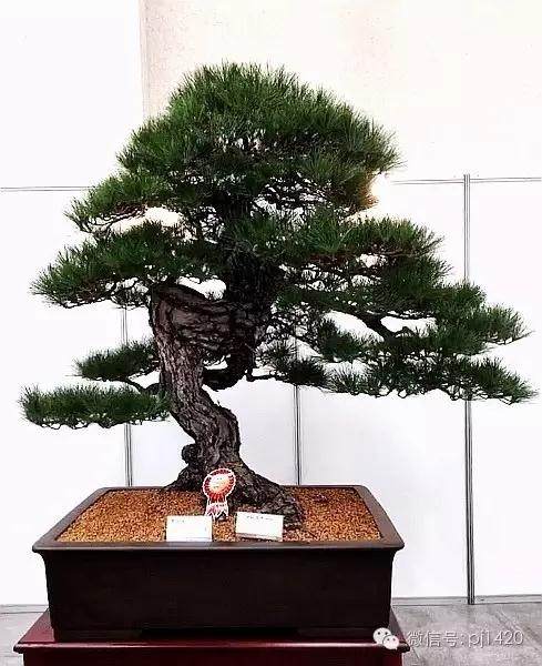 怎么判断一棵盆景的市场价值和升值潜力？