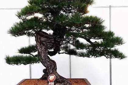 怎么判断一棵盆景的市场价值和升值潜力？