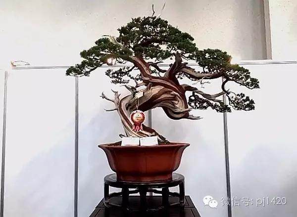 盆景收藏你必须知道的那些事!