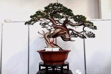 盆景收藏你必须知道的那些事