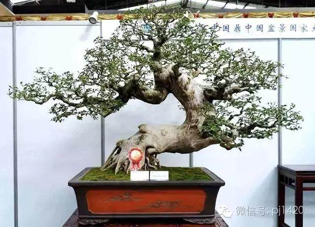 松树盆景病虫害的防治