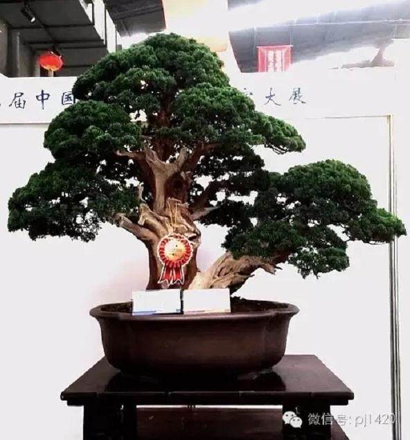 柏树盆景则是通过摘芽和疏剪来控制树形的