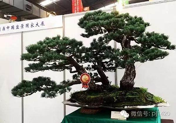 正确的盆栽疏剪叶技巧