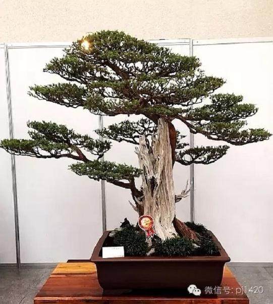 盆景养护的翻盆换土与换盆