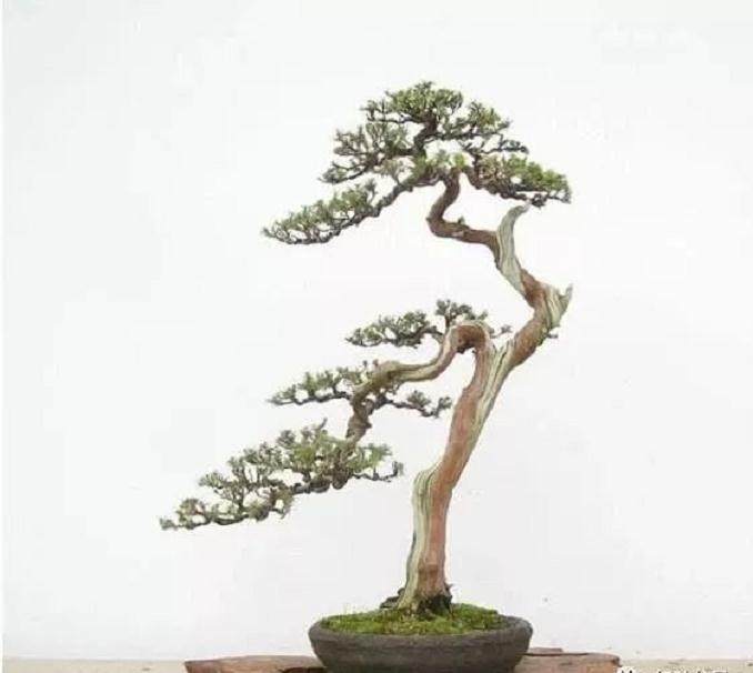 斜干型盆景的四种造型