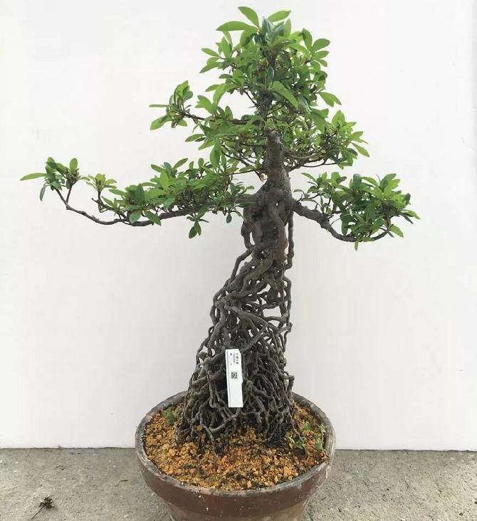 养护十年的杜鹃提根盆景 根系似森林