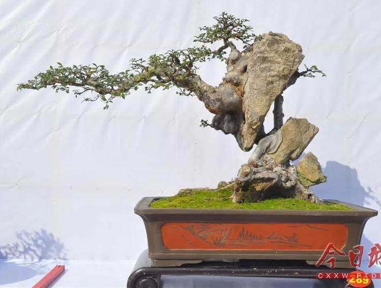 第八届莆田盆景展暨福建省精品邀请展