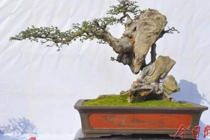 第八届莆田市盆景展暨福建省精品邀请展