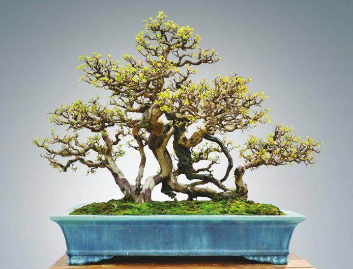 鬼斧神工赏盆景(二):盆景的鉴赏