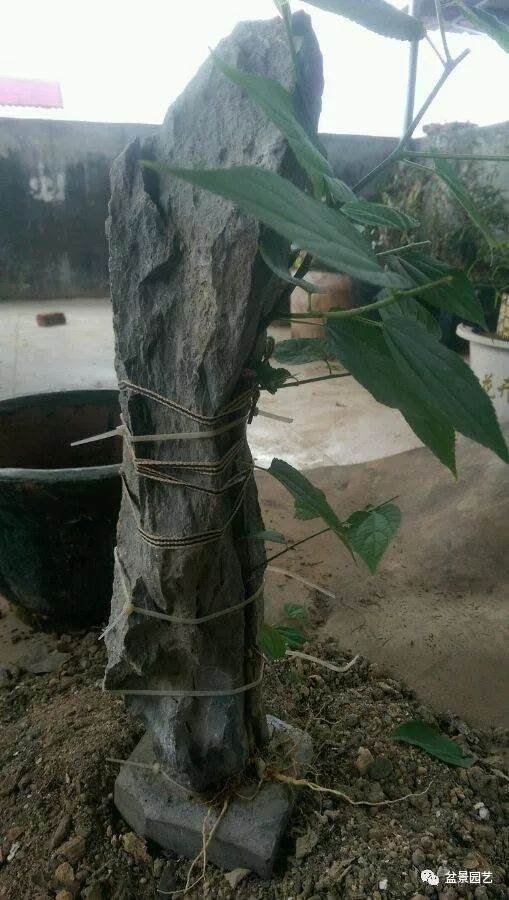 图解 附石盆景怎么制作的8个过程