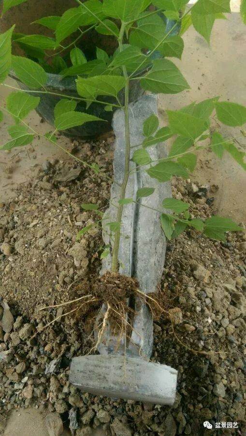 图解 附石盆景怎么制作的8个过程