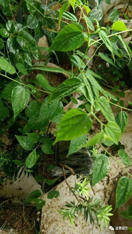 图解附石盆景的制作过程