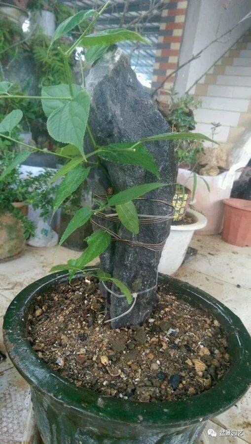 图解 附石盆景怎么制作的8个过程