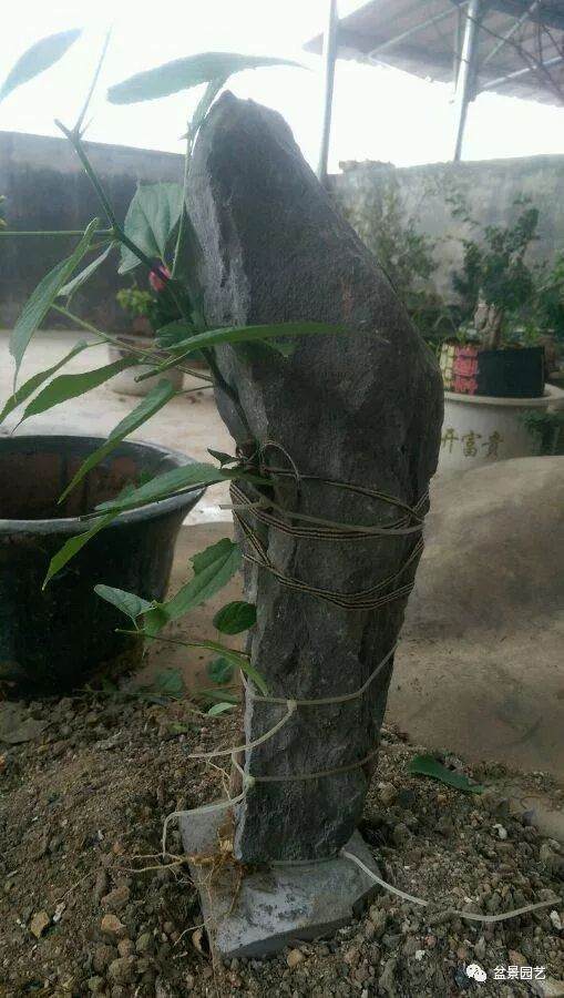 图解 附石盆景怎么制作的8个过程