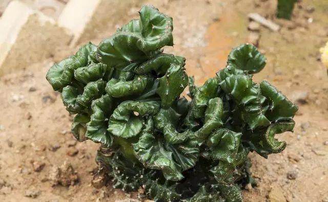 仙人掌也能做成盆景?