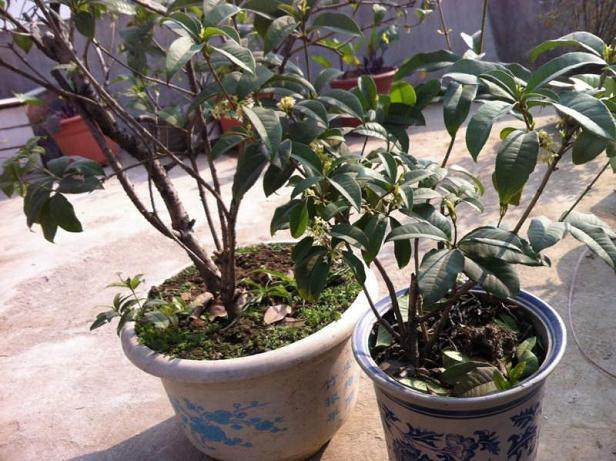 轻松几步就能养出桂花盆景