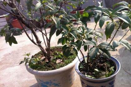 扦插桂花盆景怎样快速生根的方法 图片