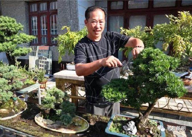 一位上海六旬老人的盆景人生