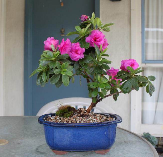 杜鹃花盆景怎么翻盘化肥的4个方法