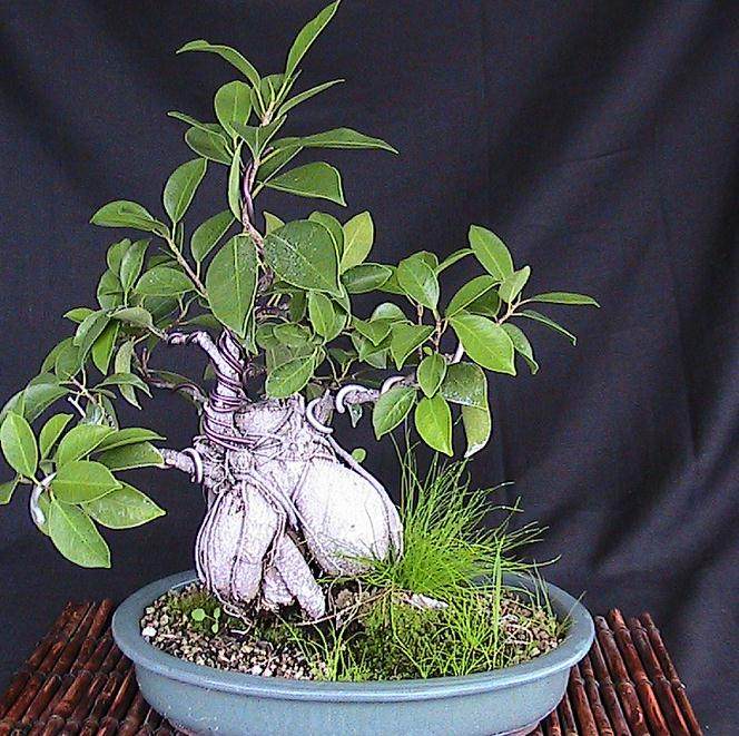 老外写的日本盆景简史