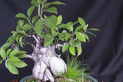 老外写的日本盆景简史