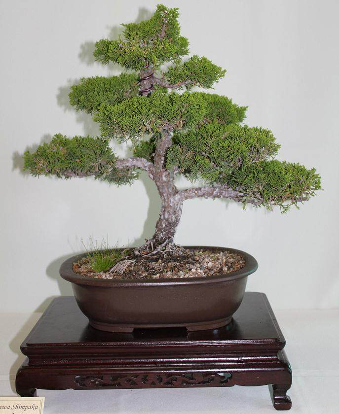 老外写的日本盆景简史