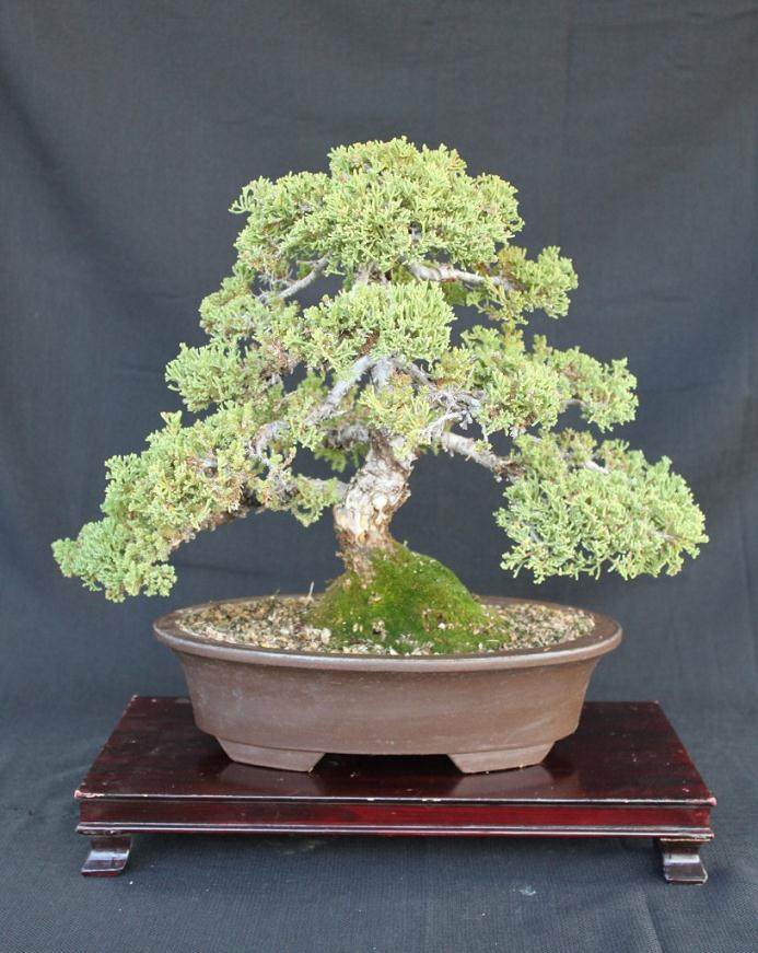 我们是一群加利福尼亚州的盆景爱好者