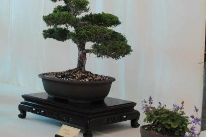 你的杜松盆景是否变黄？你的榕树盆景落叶了吗？