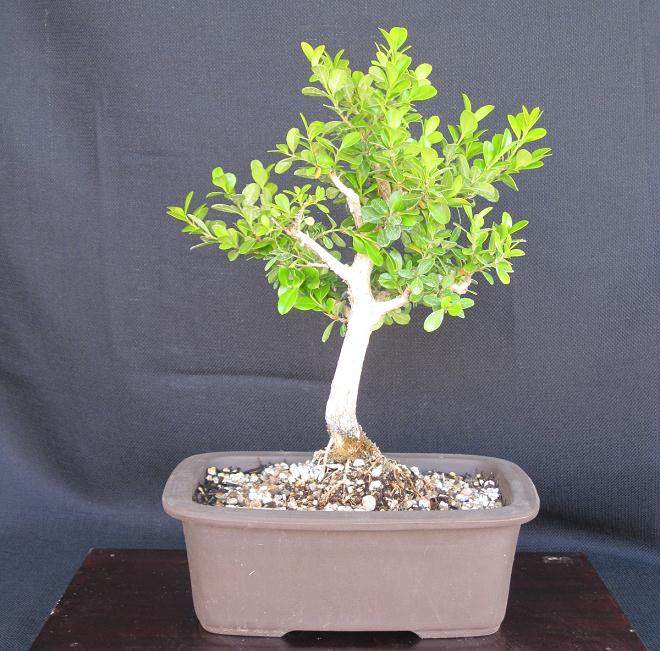 黄杨木盆景怎么浇水与洗根翻盆 图片