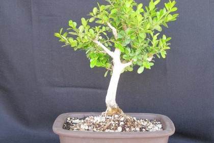 黄杨木盆景怎么浇水与洗根翻盆 图片