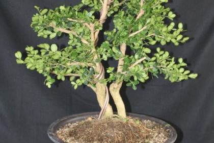 黄杨木是室外盆景 你可以在温室里养一个