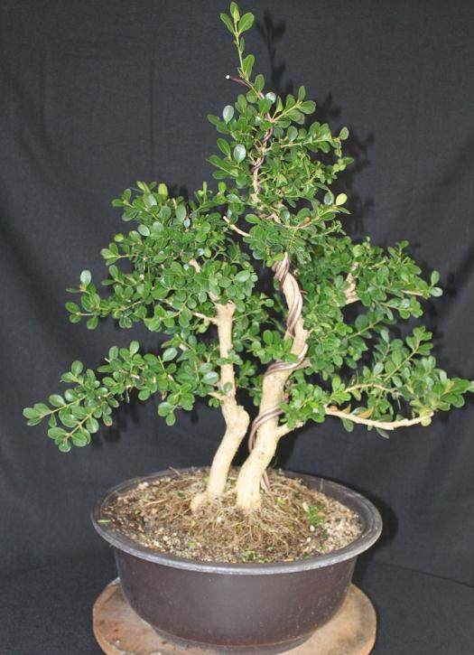 黄杨木盆景正在进行树篱和修剪的景观美化