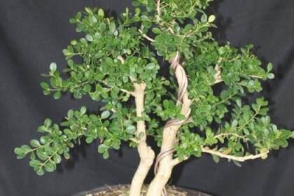 黄杨木盆景正在进行树篱和修剪的景观美化