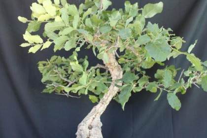 橡树盆景的成长 修剪和塑造