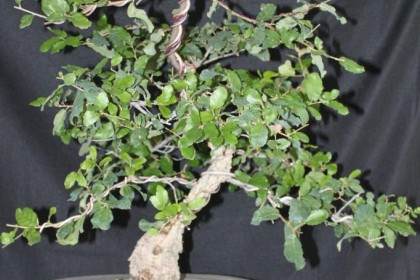 三种盆景优良品种有加州橡树 海岸活橡树 金杯橡树