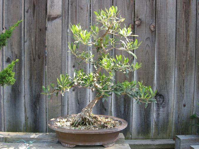 橄榄盆景的土壤和浇水