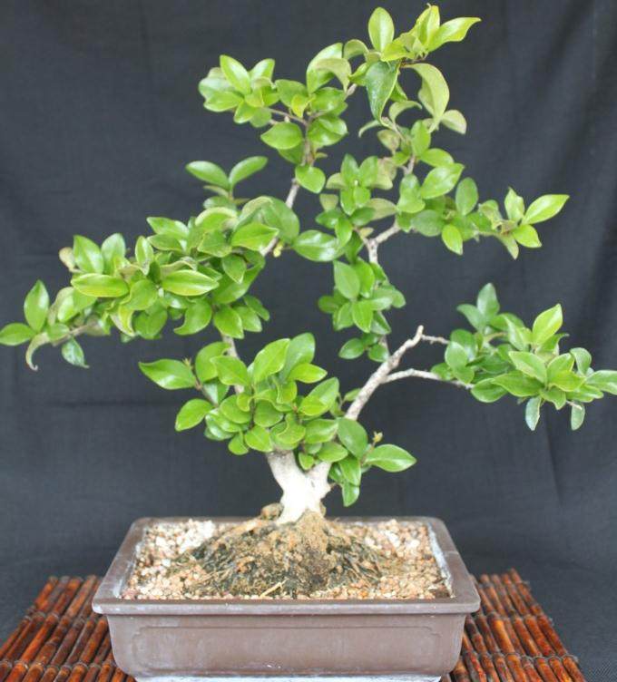 女贞盆景的土壤与施肥