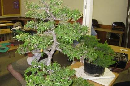 火棘盆景的修剪和造型