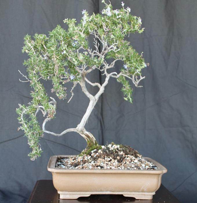 迷迭香盆景的修剪和整形