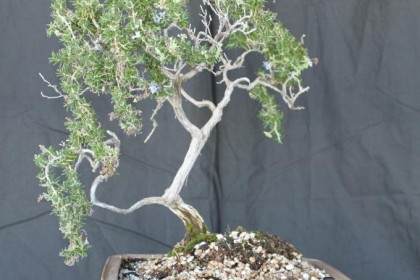 迷迭香盆景的修剪和整形