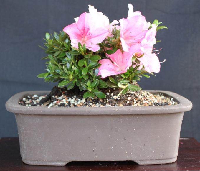 日本盆景爱好者将只收集和使用五月映山红盆景