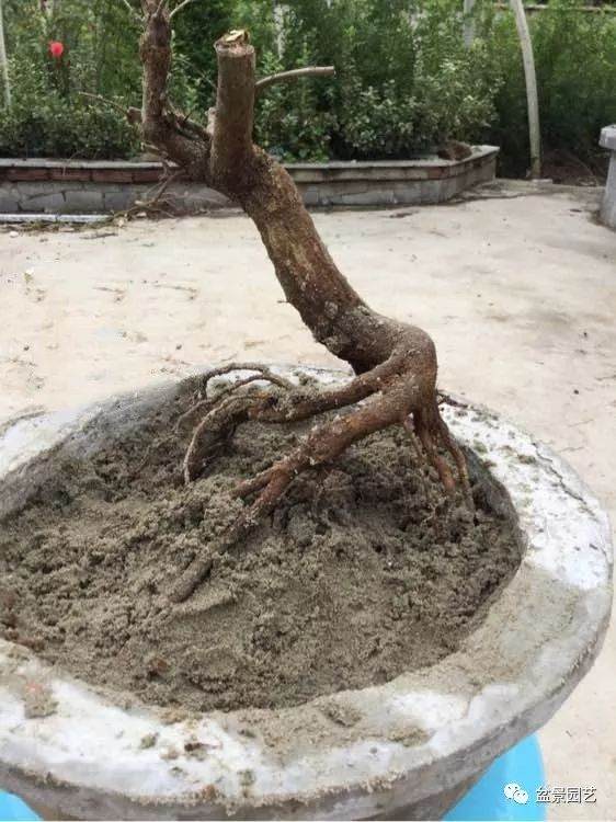 论画图的重要性 分享几组石榴盆景效果图