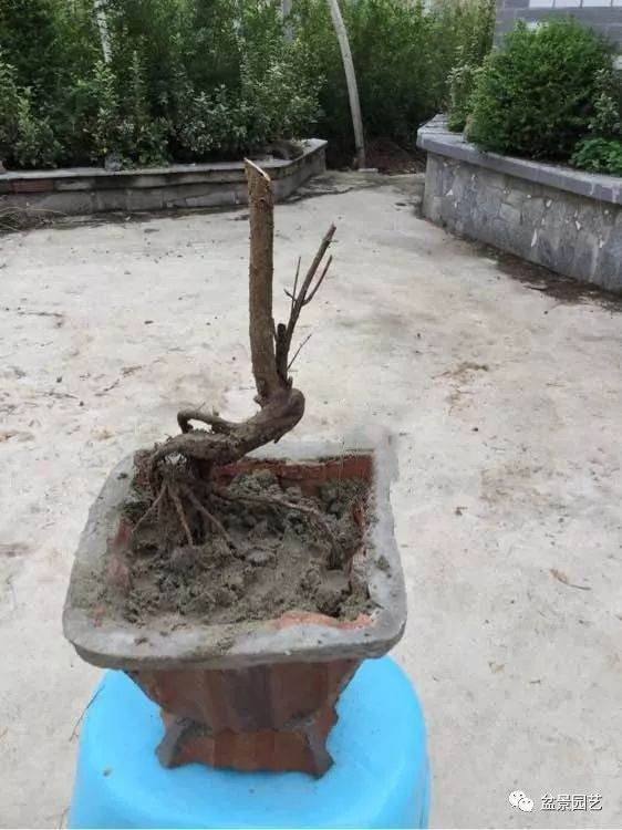 论画图的重要性 分享几组石榴盆景效果图