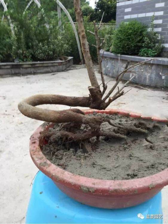 论画图的重要性 分享几组石榴盆景效果图