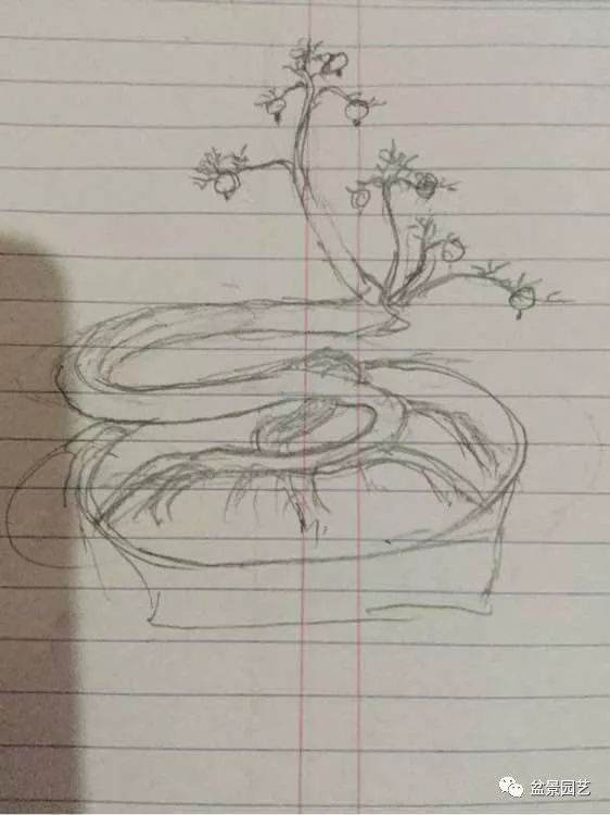 论画图的重要性 分享几组石榴盆景效果图