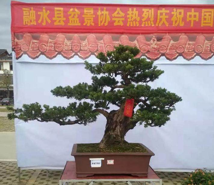 融水县花木盆景协会第九届盆景艺术展