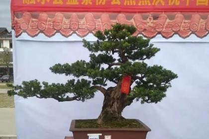 融水县花木盆景协会第九届盆景艺术展