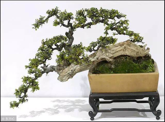 我为什么将树桩盆景定义为生命雕塑艺术?