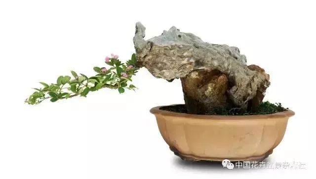 我为什么将树桩盆景定义为生命雕塑艺术?