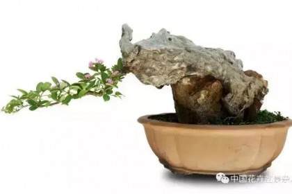 我为什么将树桩盆景定义为生命雕塑艺术？